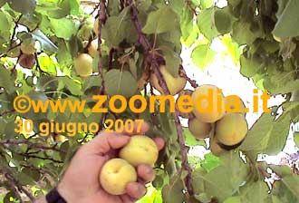 albicocco, raccolta dei frutti