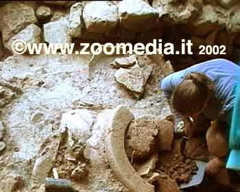 Poggio Colla: un importante reperto ritorna alla luce nella campagna di scavo 2002 ©www.zoomedia.it 2002