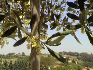 fioritura olivo sulle colline