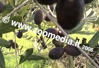 Flora: olivo, frutti e foglie sulla pianta