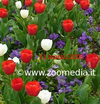 Fioritura di tulipani e viole del pensiero