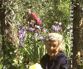 Nonna seduta al centro dell'olivo tra i profumi dell'iris; grazie per il suo sorriso.
