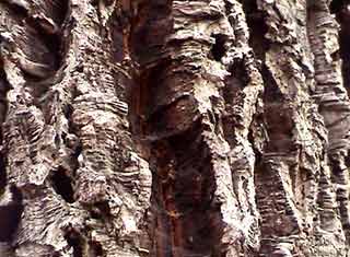 Vecchio albero nell'Orto Botanico di Firenze - Spessore della corteccia di sughero