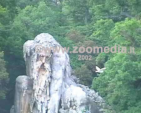 Volo del barbagianni liberato attorno alla statua dell'Appennino